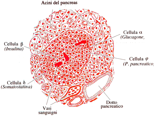 foto2 acini del pancreas.bmp - 934,12 kB